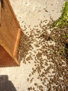 Bienenschwarm Verhindern Einfangen Einschlagen