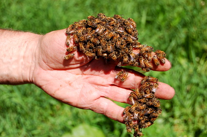 Bienenschwarm Anlocken Lockmittel Produkte Und Naturlich